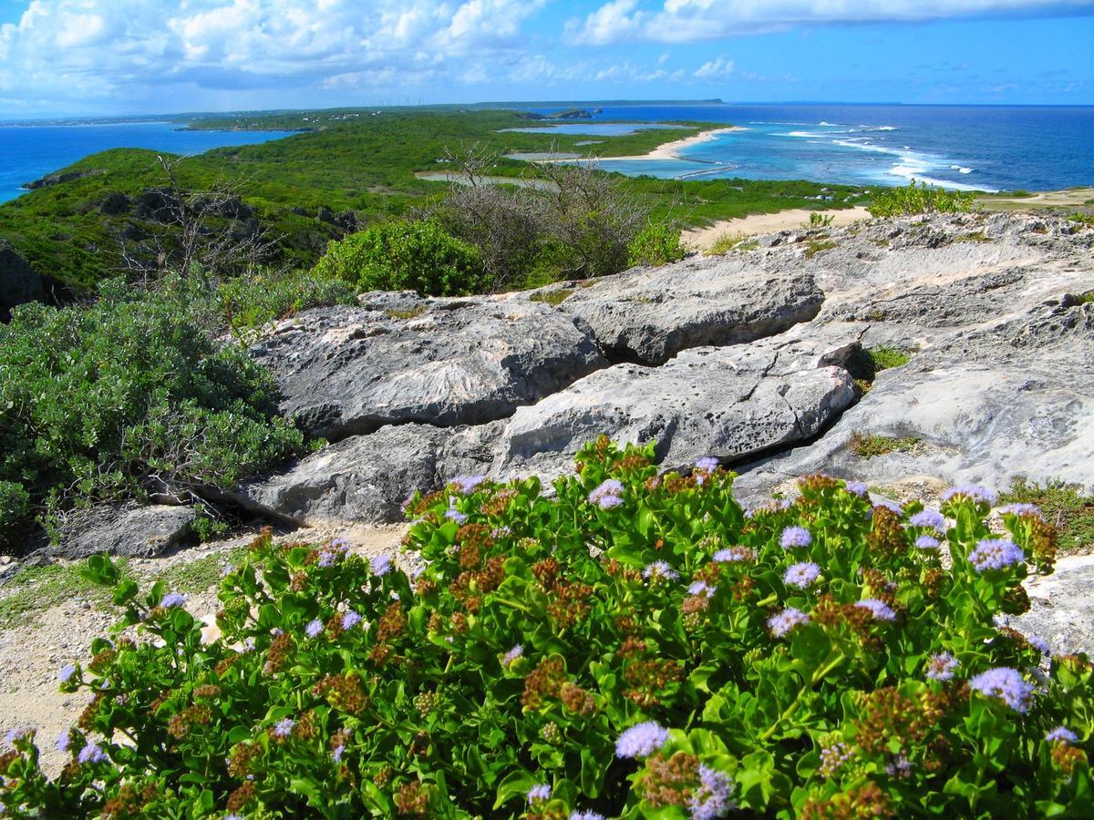 Locastudio - Carambole Sainte-Anne  Luaran gambar